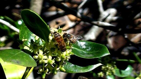 蜜蜂采集