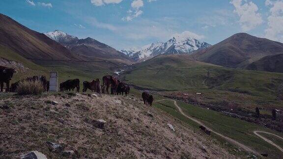 一群牛在高山上吃草