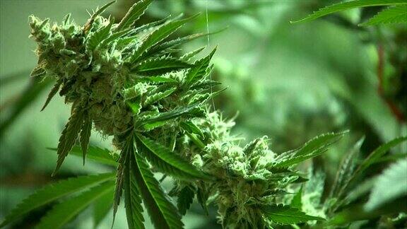 大麻植物的特写