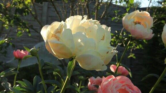 一朵长着美丽叶子的白色大玫瑰在风中摇曳