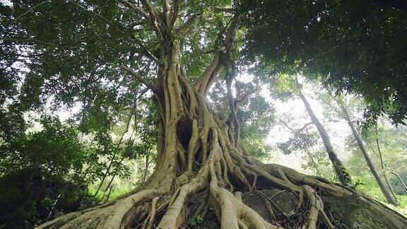 全景榕树底部的观点在森林在Munnar印度