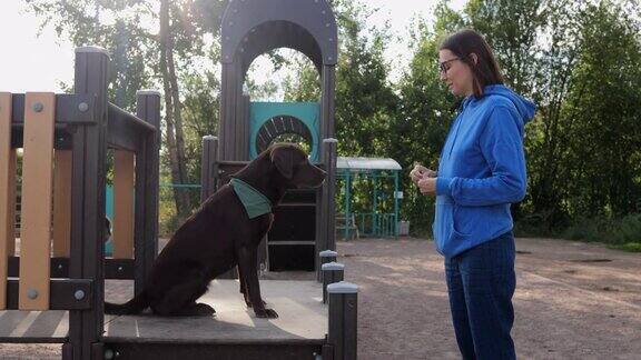 一个女人和一只拉布拉多猎犬在操场上训练狗训犬人或宠物主人教狗遵守命令