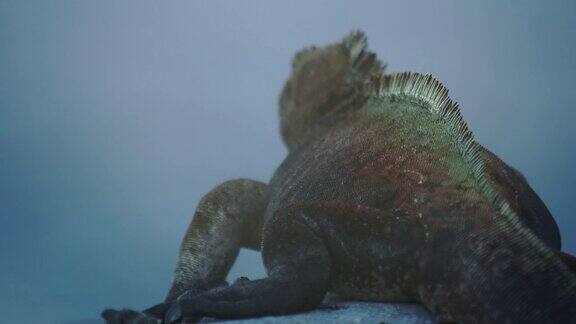 加拉帕戈斯群岛鬣蜥