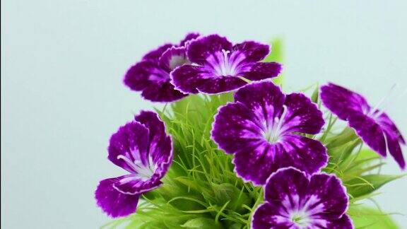 紫色的康乃馨花盛开的时间流逝萌芽的春天