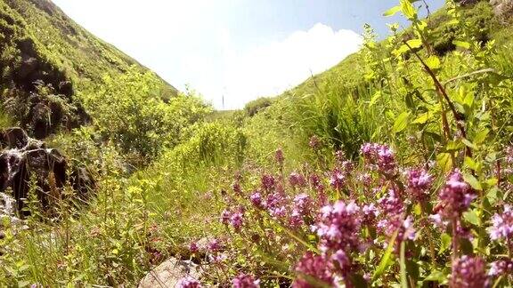 风摇丁香花和香草在青山溪流