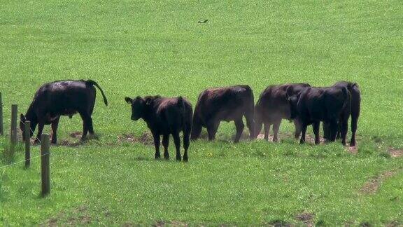 一个明媚的春日下午肉牛在田野里的视频