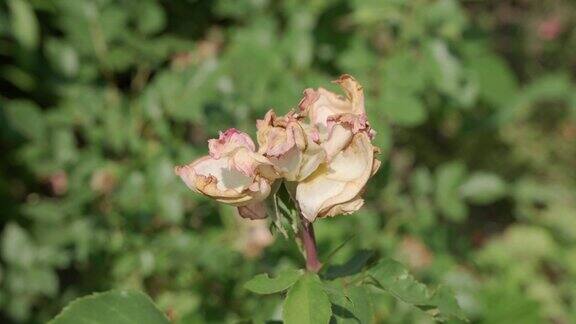 绿色花园中枯萎的玫瑰花瓣