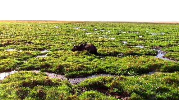 在非洲的肯尼亚一只水牛在被洪水淹没的大草原上寻找食物
