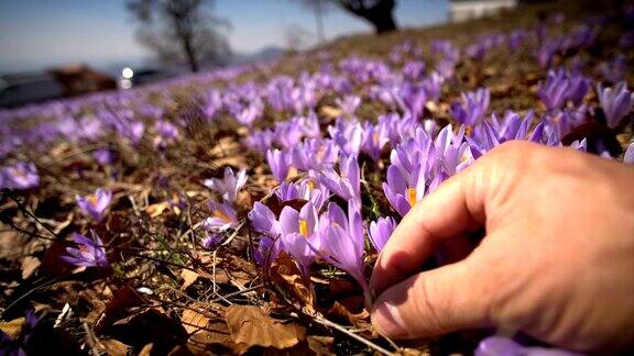 手从草地上摘下一朵紫色的番红花