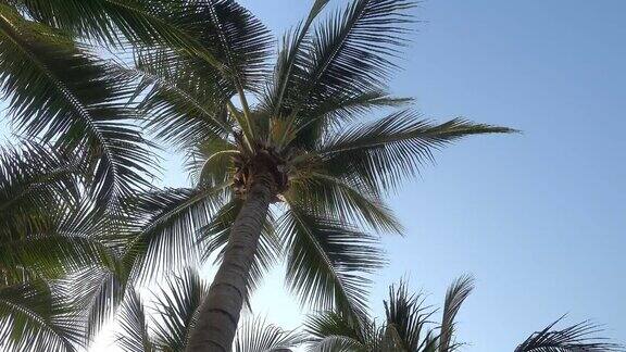天上的棕榈树