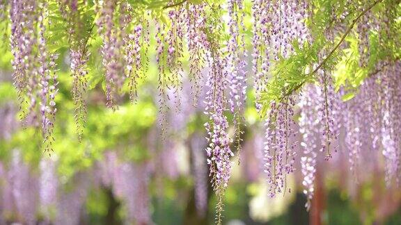 紫藤(wisteriasinensis)是紫藤属的木质、落叶、多年生攀缘藤本植物