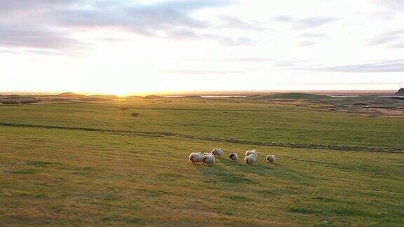 羊肉一群羊跑过田野