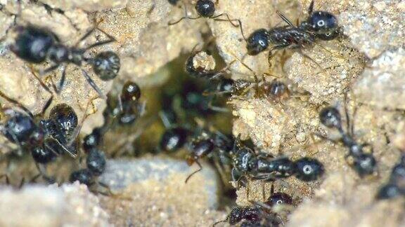 地上一群蚂蚁4k