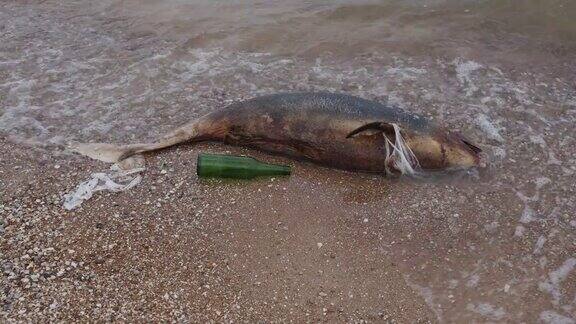 在海浪的背景下一只死去的海豚躺在热带海滩的塑料堆中地球野生动物环境污染生态灾难