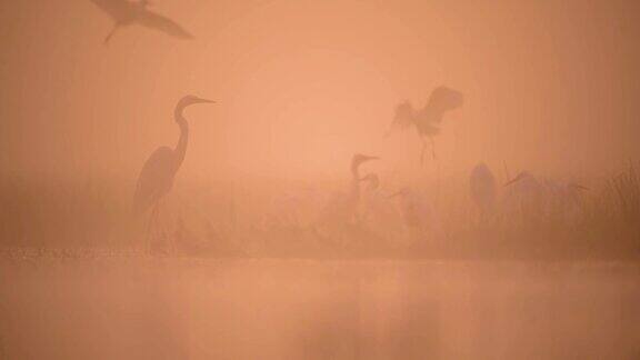 雾蒙蒙的早晨一群白鹭
