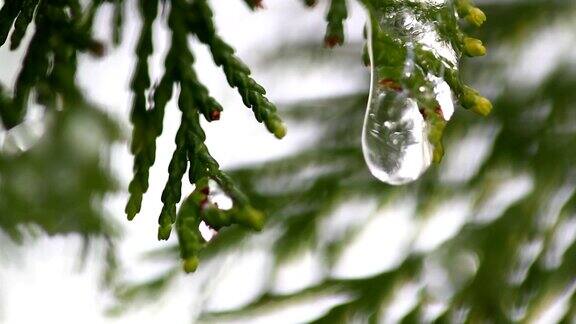雪在冬日树木的嫩芽上融化在模糊的树木背景上融化的雪水滴的特写大自然冬或春的背景实时全高清视频片段