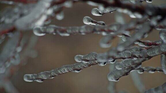 冰冻的树枝白色的冬天背景