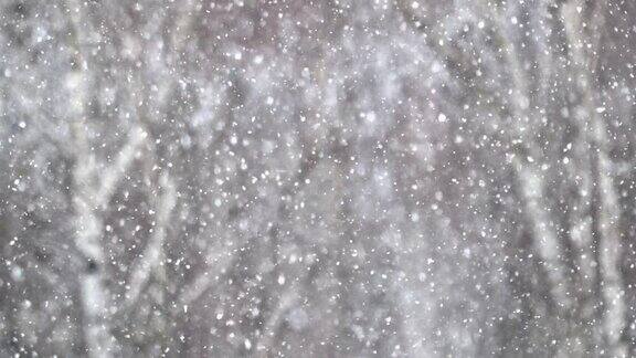 逼真的雪花在模糊的树木背景特写镜头