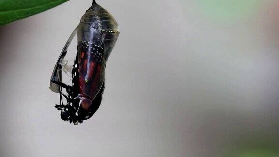 刚从茧中出来的帝王蝶干翅膀来回摆动
