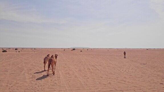 美丽的骆驼在沙漠中行走