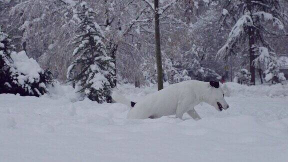 杰克罗素梗狗狗在雪中嬉戏小狗开心快乐
