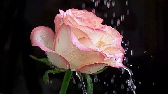 雨滴落在玫瑰花瓣上黑色背景慢动作特写镜头