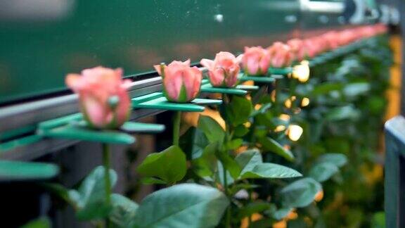 在花厂一条传送带输送单个玫瑰茎4k