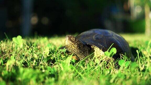 夏天一只大龟正在检查领地并在草地上爬行