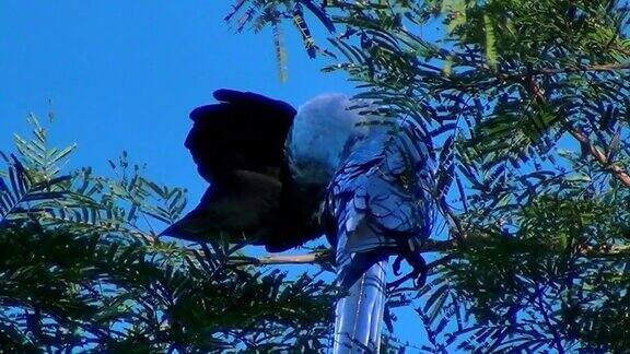 一只美丽的风信子或风信子金刚鹦鹉(Anodorhynchushyacinthinus)在晨光照耀下的树上擦着翅膀巴西潘塔纳湿地
