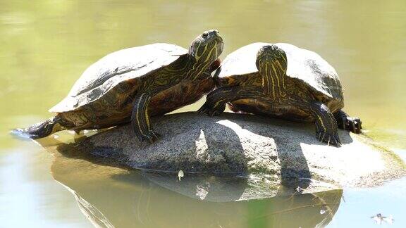 两只海龟在岩石上晒太阳