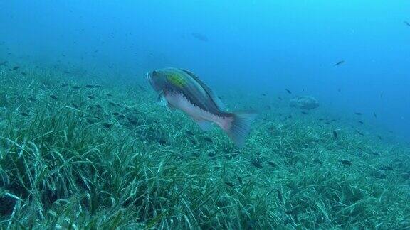 小石斑鱼在镜头前游泳