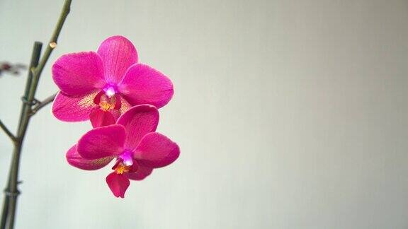 淡色背景上的粉红色兰花