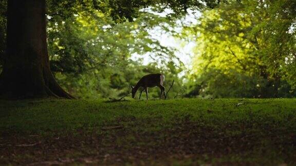 小鹿在郁郁葱葱的森林里散步