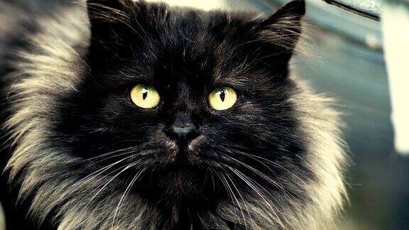 毛茸茸的黑猫看看你