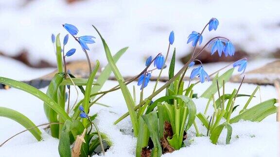 春雪中盛开的风信子花