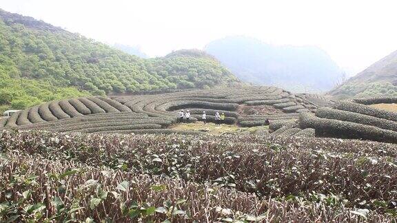 茶山景观