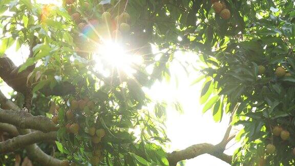荔枝果实在日出树上生长