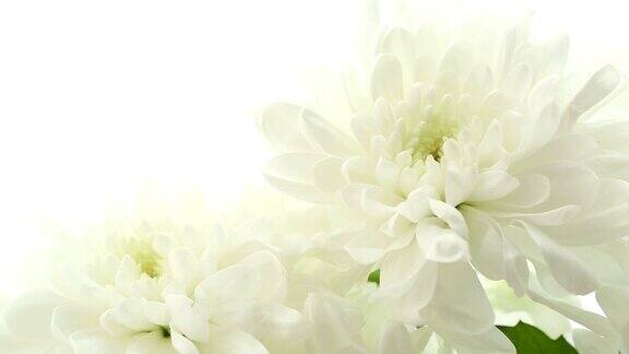 美丽的花束白色菊花在白色的背景视频模糊不清
