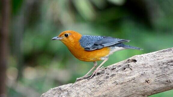 Orange-headed画眉鸟