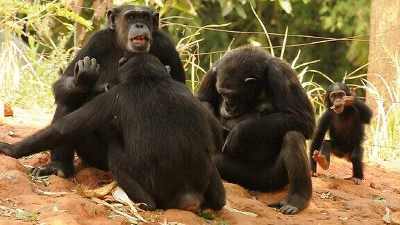 黑猩猩家庭