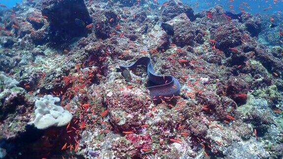 美丽的珊瑚礁和鱼类在热带海域水下活动