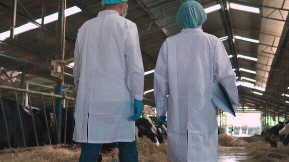 兽医走进奶牛场的牛棚在平板电脑上做笔记