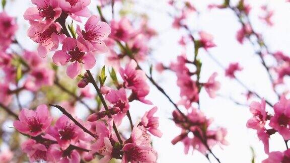 春风中开花的果树