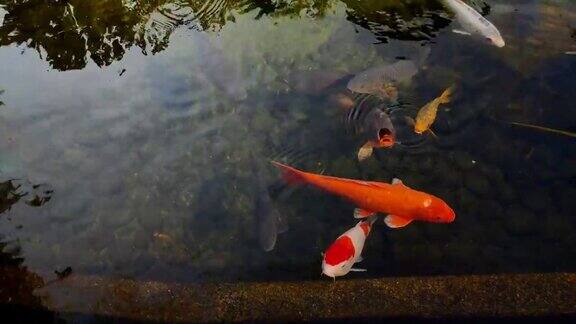 彩色的锦鲤在鱼塘里游泳的录像