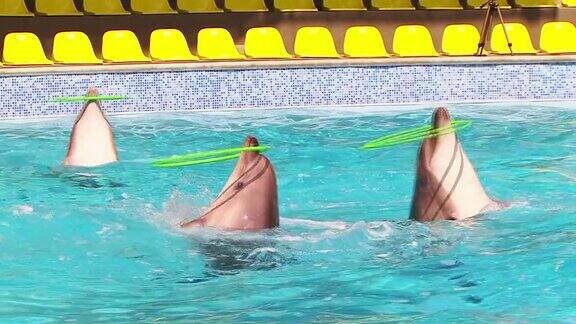 海豚在呼啦圈里玩