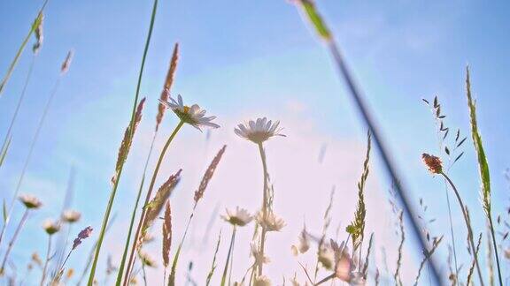 SLOMO春花在草地上