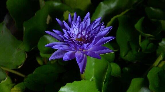 时光倒流美丽的紫荷花睡莲在池塘中绽放睡莲盛开