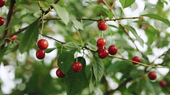 多汁的红樱桃在樱桃树枝上背景是清澈的蓝天成熟的有机樱桃采摘树上樱桃的红色浆果
