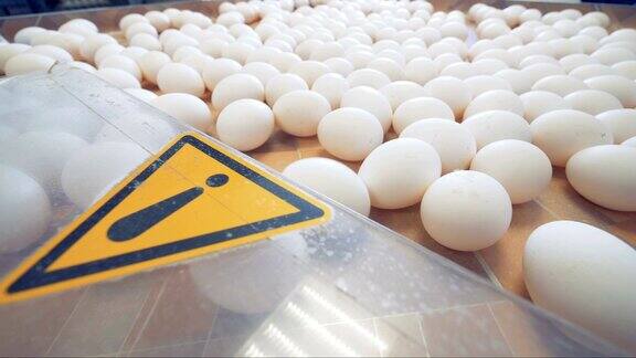 警告工厂的警告标志鸡蛋分拣传送带上的警告标志