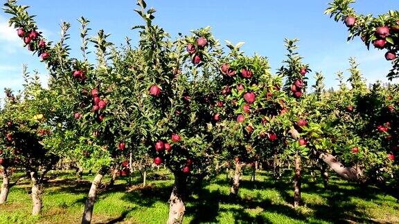 红香苹果园